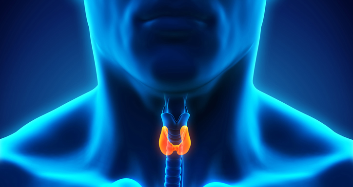 Hyperthyroidism, thyroid gland, AFib, atrial fibrillation