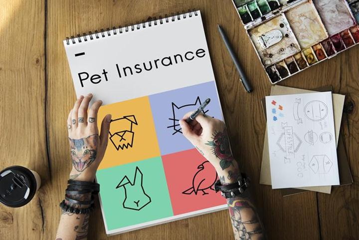 dog insurance