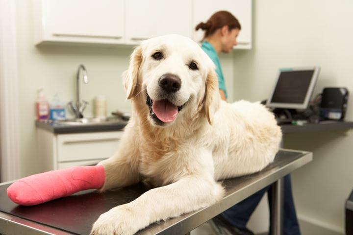 dog insurance