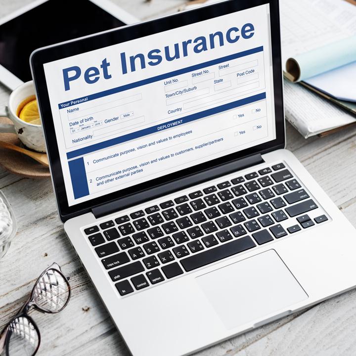 pet insurance