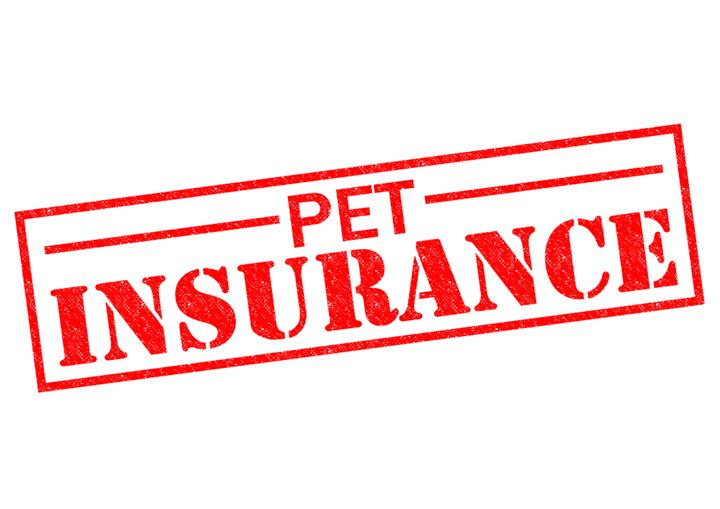 pet insurance